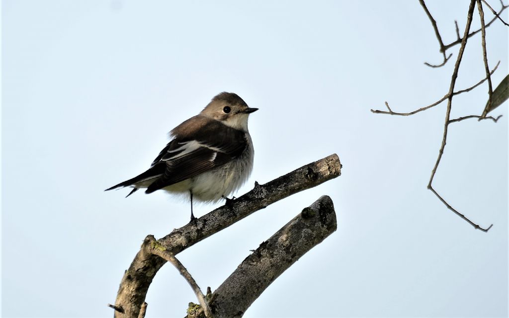 il Birdwatching al tempo del Covid 19